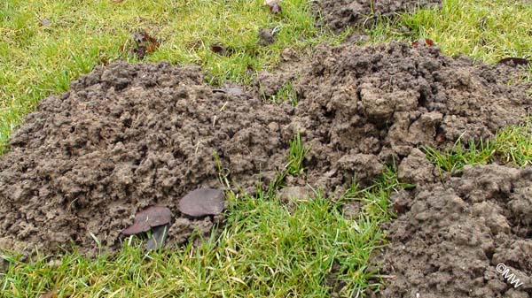 DSC05185 Untertagearbeiter aktiv